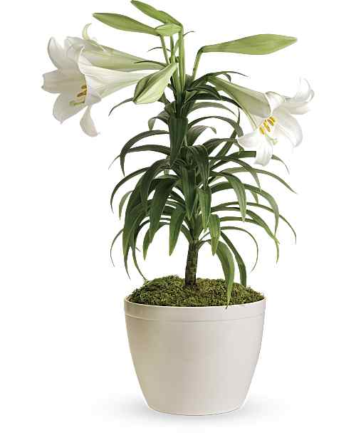 Lirio de Pascua