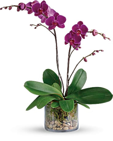 Orquídea de Gratitud Gloriosa