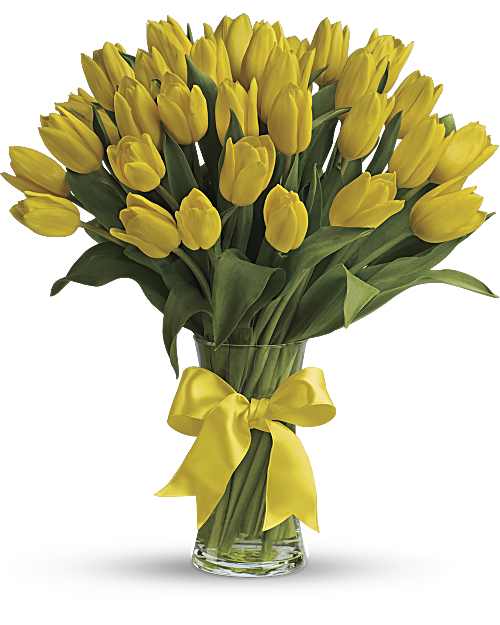 Tulipanes Amarillos Soleados